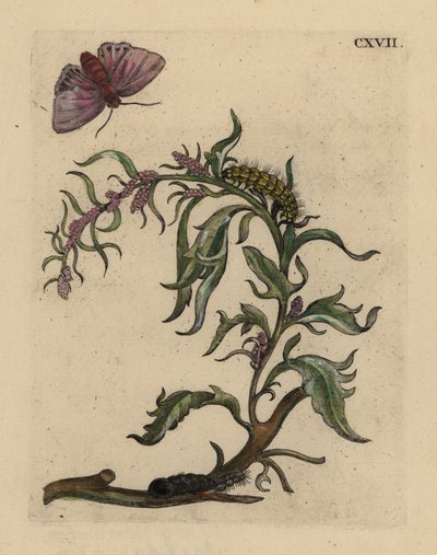 Gartenmelde, Atriplex hortensis, mit Motte, Raupe und Puppe von Unbekannt
