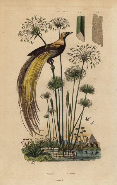 Großer Paradiesvogel, Paradisaea apoda, und Papyrusgras, Cyperus papyrus von Unbekannt