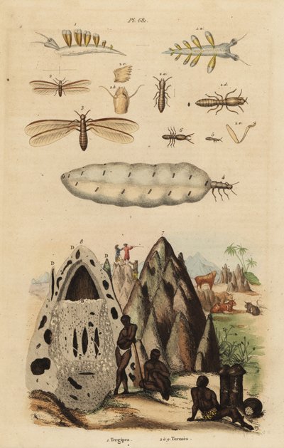 Erntetermite und Hügel, Microhodotermes-Arten, und Nacktschnecke, Tergipes tergipes von Unbekannt