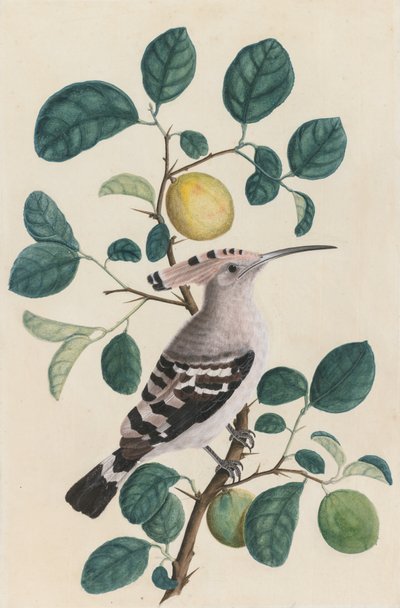 Wiedehopf auf einem Zitrusbaumzweig, ca. 1800 von Unbekannt