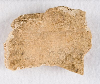 Beschriftetes Knochenfragment Orakelknochen, Späte Shang-Dynastie, ca. 1300-1050 v. Chr. von Unbekannt