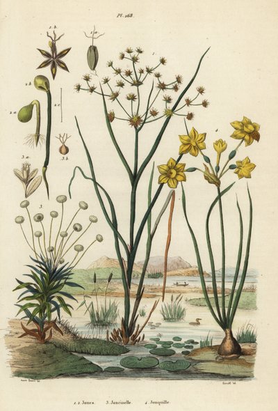 Gelenkbinse, Juncus articulatus, Krötenbinse, Juncus bufonius, Pfeifenblume, Paepalanthus dendroides, und Jonquille, Narcissus jonquilla von Unbekannt