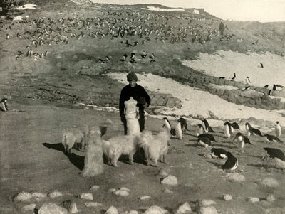Joyce und die Hunde in der Pinguinkolonie, um 1908, 1909 von Unbekannt