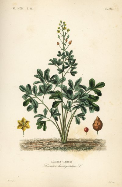 Leontice, Leontice leontopetalum von Unbekannt