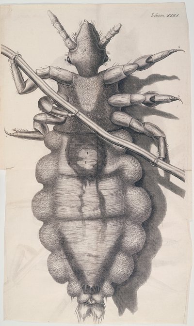 Laus, die an einem menschlichen Haar hängt, in Hookes Micrographia, 1665 von Unbekannt