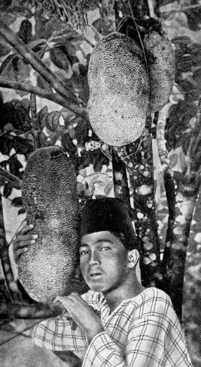 Malay sammelt Jackfrucht, 1922 von Unbekannt