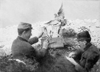 Brieftauben werden an der Front freigelassen, Erster Weltkrieg, 1915 von Unbekannt