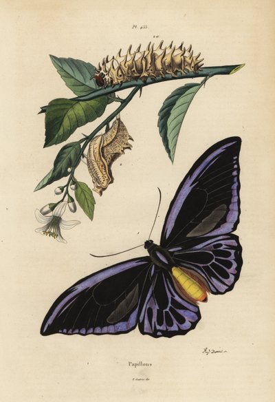 Nördlicher Vogelflügler, Ornithoptera priamus urvillianus 1, und Puppe und Larve des Gemeinen Vogelflüglers, Troides helena von Unbekannt
