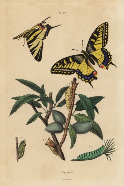 Schwalbenschwanz, Papilio machaon 1, und Segelfalter, Iphiclides podalirius 2, Larve und Puppe von Unbekannt