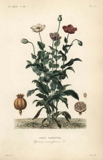 Schlafmohn von Unbekannt