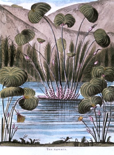 Papyrusrohr Cyperus papyrus, 1823 von Unbekannt