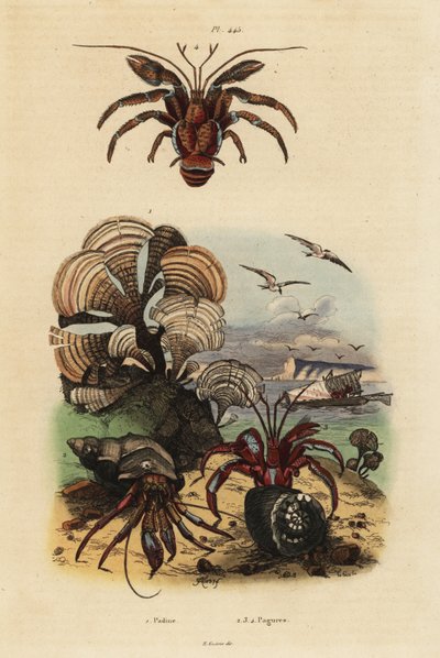 Pfauenalge, Padina pavonica, Gemeiner Einsiedlerkrebs, Pagurus bernhardus, Blauäugiger Einsiedlerkrebs, Paragiopagurus diogenes, und Pagurus alatus von Unbekannt