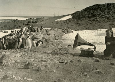 Pinguine hören im Sommer Grammophon von Unbekannt