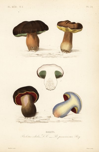 Steinpilz, Boletus edulis, und der Satansröhrling, Suillellus luridus von Unbekannt