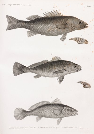 Perche Allongee; Sciene Aigle & Sciene Corb von Unbekannt
