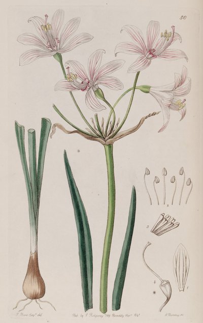 Placea ornata von Unbekannt