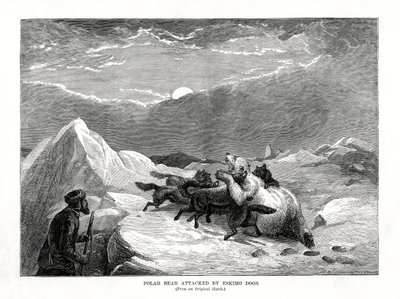 Eisbär von Eskimohunden angegriffen, 1877 von Unbekannt