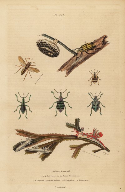 Polistes gallicus, Papierwespe und Nest, Blauer Rüsselkäfer, Eupholus schoenherri, Wurzelrüsselkäfer, Diaprepes abbreviatus, Polycera-Nacktschnecken, Ancula gibbosa, Atlantische Ancula, auf Seetang von Unbekannt