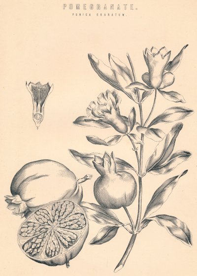 Granatapfel, 19. Jahrhundert von Unbekannt