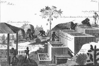 Indigofärbung mit Sklavenarbeit: Westindien oder Zentralamerika von Unbekannt