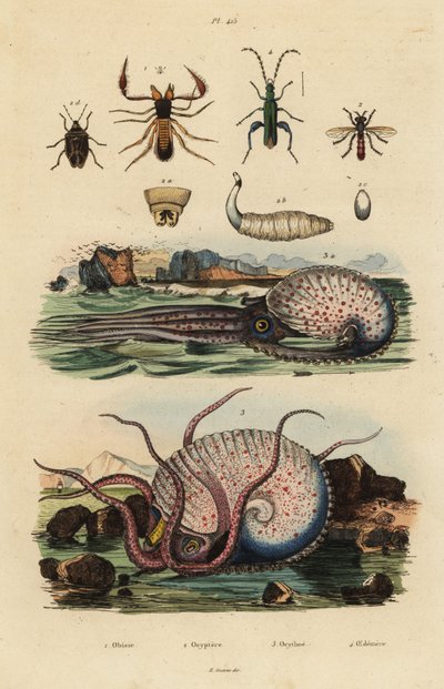 Pseudoskorpion, Chthonius orthodactylus, Octyptera bicolor, Tuberkulöser pelagischer Oktopus, Ocythoe tuberculata, und Falscher Ölkäfer, Oedemera nobilis von Unbekannt