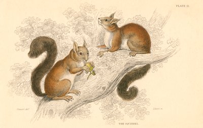 Rotes Eichhörnchen Sciurus vulgaris, baumbewohnendes Nagetier, heimisch in Europa und Asien, 1828 von Unbekannt