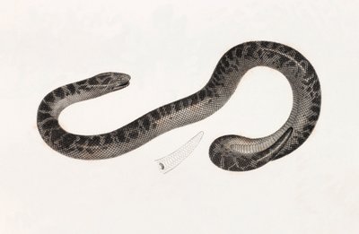 Reptilien: Eine Schlange aus Delta Buch: 