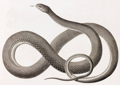 Reptilien: eine Nahaufnahme einer Illustration einer Schlange von Unbekannt