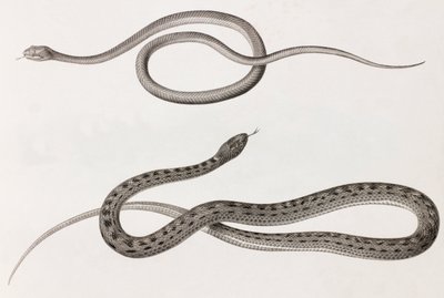 Reptilien: zwei Nahaufnahmen von Illustrationen von Schlangen von Unbekannt