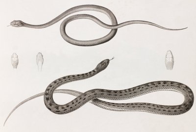 Reptilien: Zwei Nahaufnahmen von Abbildungen von Schlangen von Unbekannt