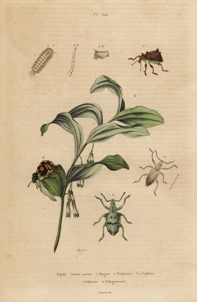 Rhigus-, Platyoma- und Cyphus-Rüsselkäfer, Borstige Tausendfüßler und Salomonssiegel von Unbekannt