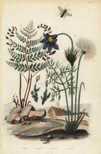 Felsenmoos, Andraea rupestris, Sandbiene, Andrena agilissima, Blütenfarn, Anemia adiantifolia, und Küchenschelle, Anemone pulsatilla von Unbekannt