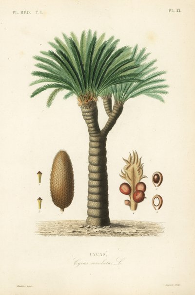 Sagopalmfarn, Cycas revoluta von Unbekannt