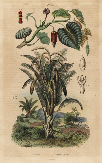 Sandbüchsenbaum und Sagopalme von Unbekannt