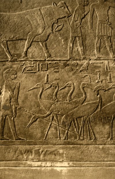 Saqqara - Grab des Ti Wandmalereien, um 1918-1939 von Unbekannt