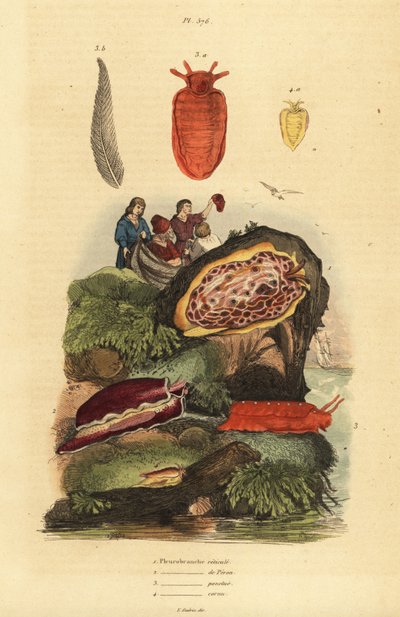 Nacktschnecken: Pleurobranchus reticulatus, Berthellina citrina, Pleurobranchus peronii von Unbekannt