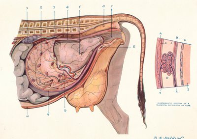 Schnitt des Bauches einer Kuh, der den Fötus in normaler Position zeigt, ca. 1905-1910 von Unbekannt