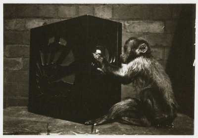 Kleiner Affe spielt mit den Knöpfen eines Radios, aufgenommen von einem unbekannten Fotografen um 1935 von Unbekannt