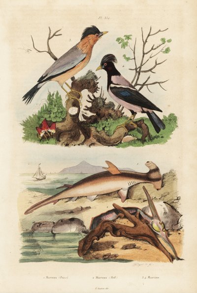 Glatter Hammerhai, Sphyrna malleus 1, Hammerauster, Malleus malleus 2, Brahminenstar, Sturnia pagodarum 3 und Rosenstar, Pastor roseus 4 von Unbekannt