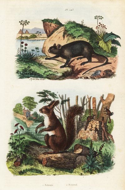 Stachelbaumratte, Echimys chrysurus 1, und Eurasisches Eichhörnchen, Sciurus vulgaris 2 von Unbekannt
