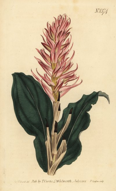 Stenorrhynchos speciosum Orchidee von Unbekannt