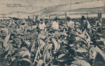 Tabaco bajo toldo. Schattengewachsener Tabak - Kuba, um 1900 von Unbekannt