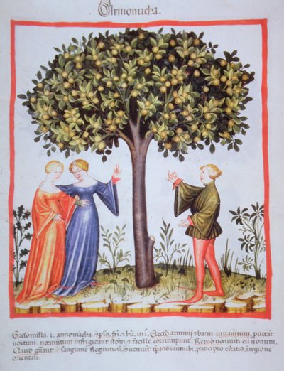 "Tacuinum Sanitatis" Codex Vindobonensis Nova Series 2644, fol. 9, Aprikosen pflücken, Miniatur von Unbekannt