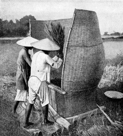 Die annamesische Art des Reisschneidens und -dreschens, Annam, Vietnam, 1922 von Unbekannt