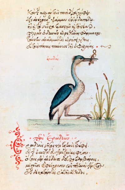 Der Reiher, 1564 von Unbekannt
