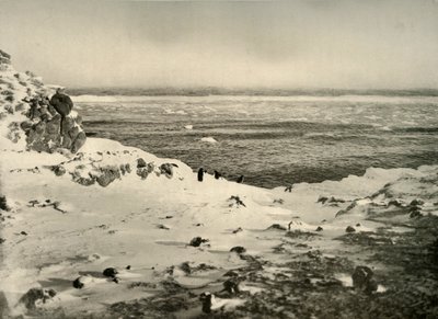 Der letzte der Pinguine kurz vor ihrer Wanderung im März, um 1908, 1909 von Unbekannt