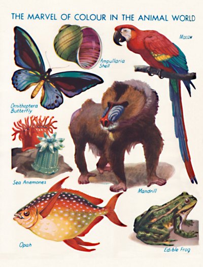Das Wunder der Farbe in der Tierwelt, 1935 von Unbekannt