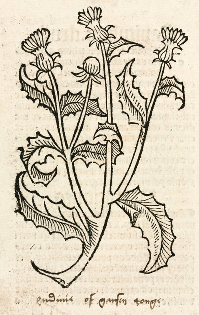 Distel von Unbekannt