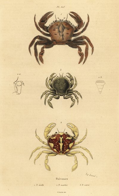 Samtkrabbe, Necora puber 1, Marmorierte Schwimmkrabbe, Liocarcinus marmoreus 2 und Pennants Schwimmkrabbe, Portumnus latipes 3 von Unbekannt