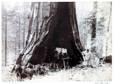 Wagen durch einen riesigen Baum, Nordamerika, um 1900 von Unbekannt
